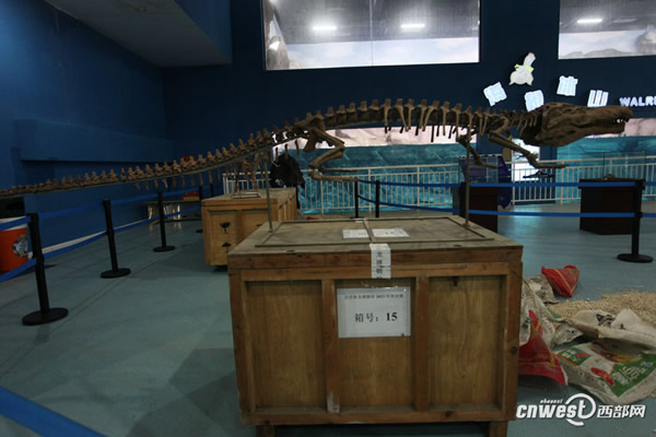 四川自贡恐龙博物馆运来的国宝级恐龙化石已在极地馆震撼登场