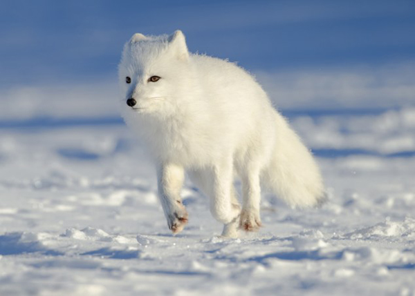 加拿大丘吉尔城苔原上的北极狐