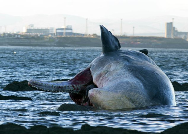 Ӣ�����������б��庣̲�����������Ĩ�㾨ʬ��