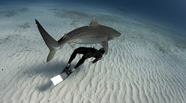 大西洋西岸的西大巴哈马海底大量鲨鱼出没