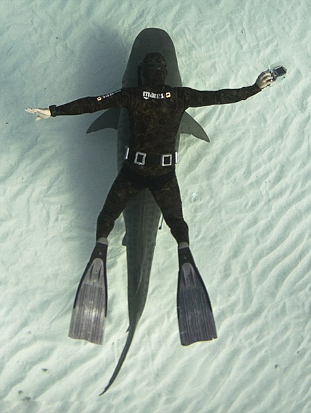 大西洋西岸的西大巴哈马海底大量鲨鱼出没