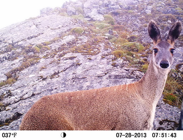 红外感应相机拍摄的高山麝照片