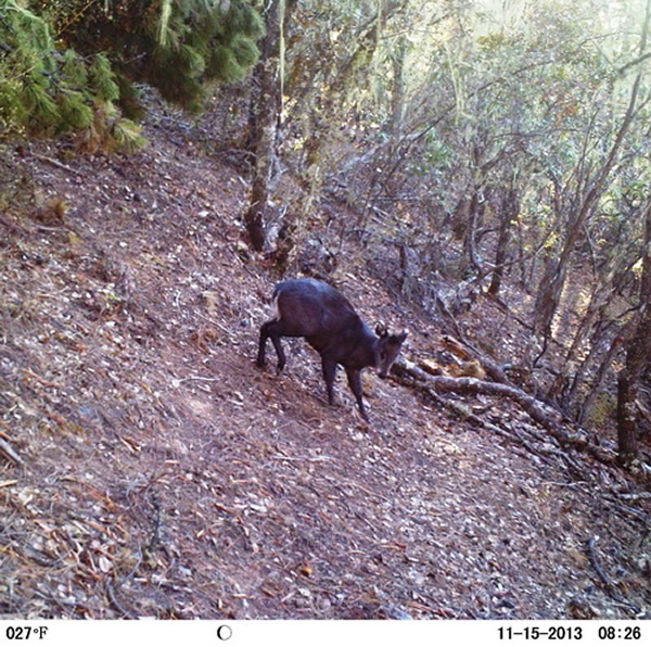 红外感应相机拍摄的毛冠鹿照片