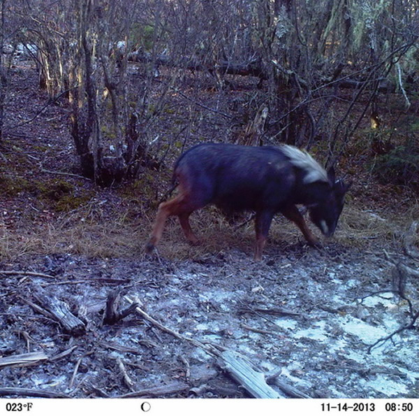 红外感应相机拍摄的中华鬣羚照片