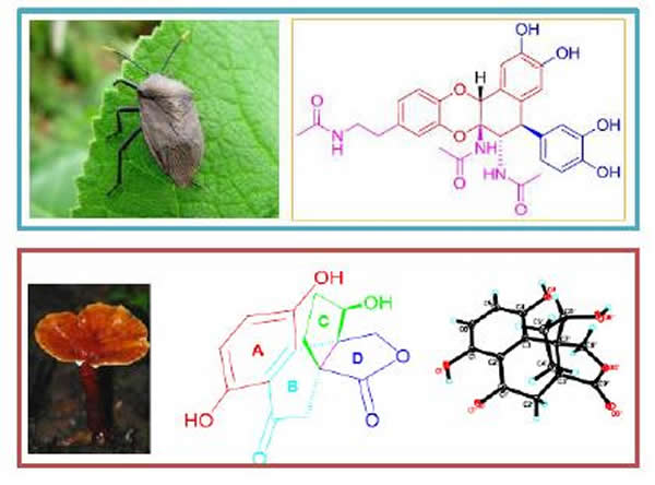从九香虫和赤芝中分离的化合物