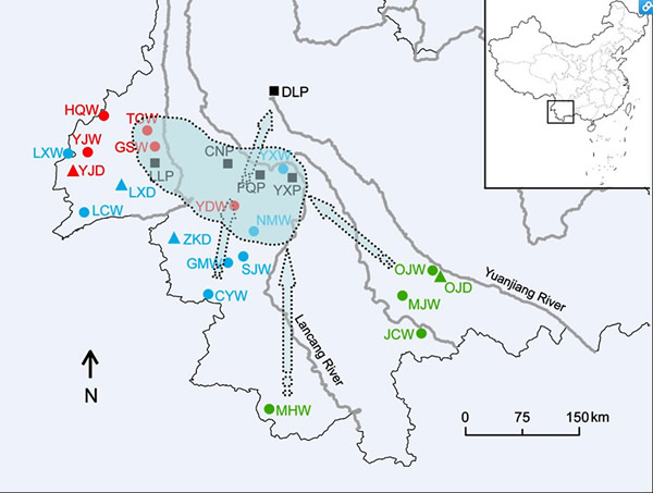 大理茶可能的栽培起源地(阴影)和传播路径(箭头)
