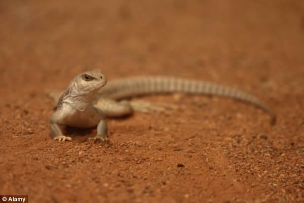 例如墨西哥的沙冠壁虎看起来不如它的岛屿壁虎近亲那么温顺。