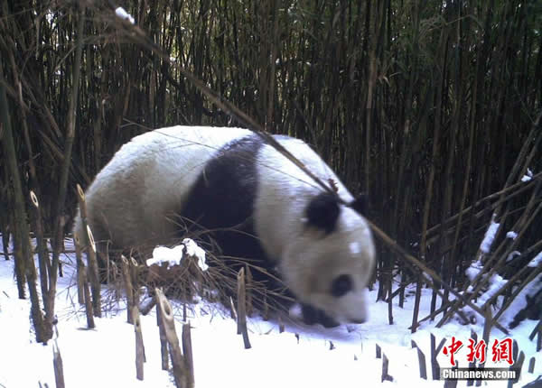 �Ĵ�Խ�������ׯʡ������è��Ȼ�������ĵ�Ұ������è