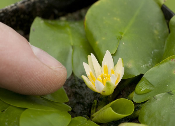 Ӣ�����ɻʼ�ֲ��԰һ�����������㡰٪��¬����˯��������