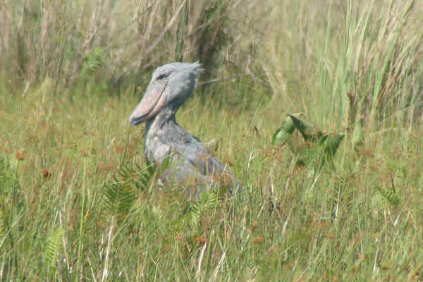 �ڸɴ�����ͷ�ٿ��Բ�ɱ����