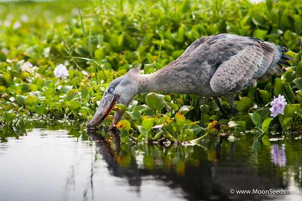 �ڸɴ�����ͷ�ٿ��Բ�ɱ����