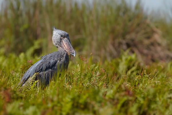 �ڸɴ�����ͷ�ٿ��Բ�ɱ����