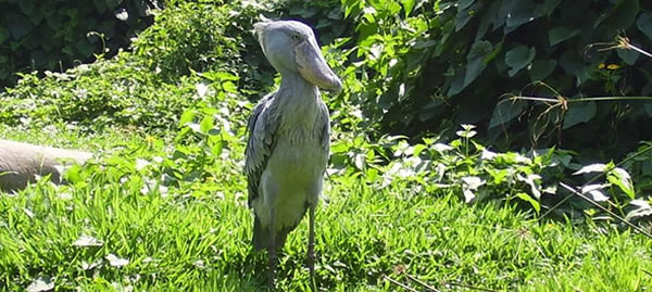 �ڸɴ�����ͷ�ٿ��Բ�ɱ����