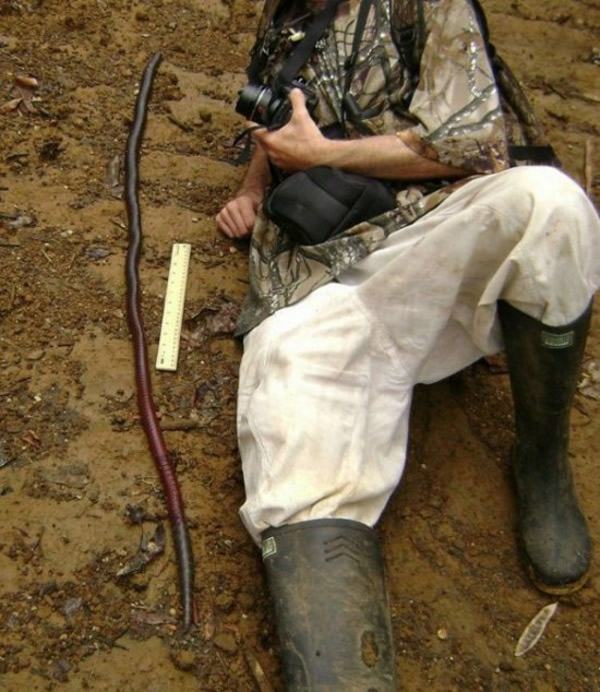 澳大利亚吉普斯兰地区惊现世界最大最长的蚯蚓 最长可达2米