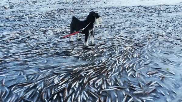 Ų��С�����ĵ�(Lovund)����������һ��Ⱥ������߮����Ⱥ����ס��