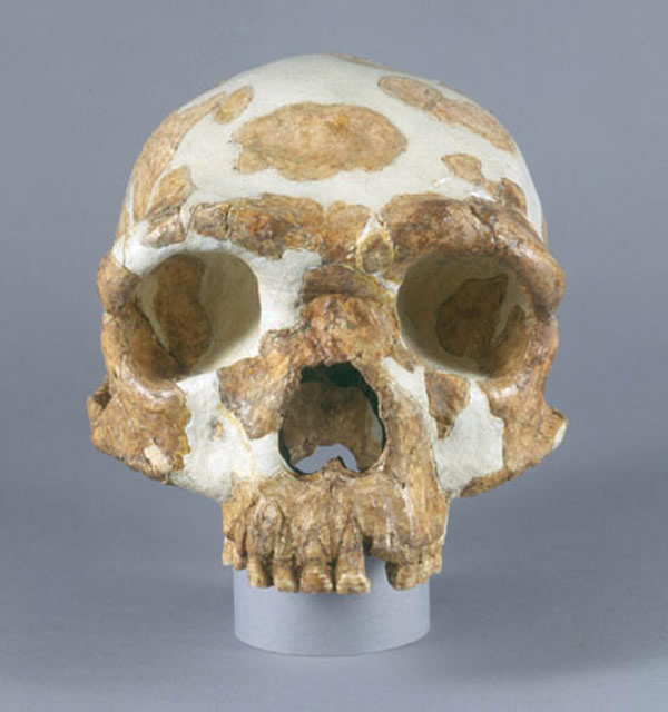 金牛山人头骨化石