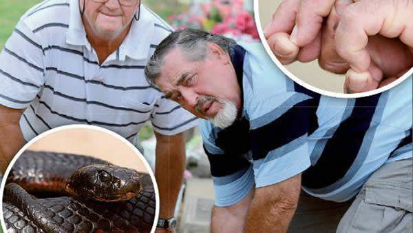 澳大利亚一男子被砍成两半的“死蛇”连咬两口