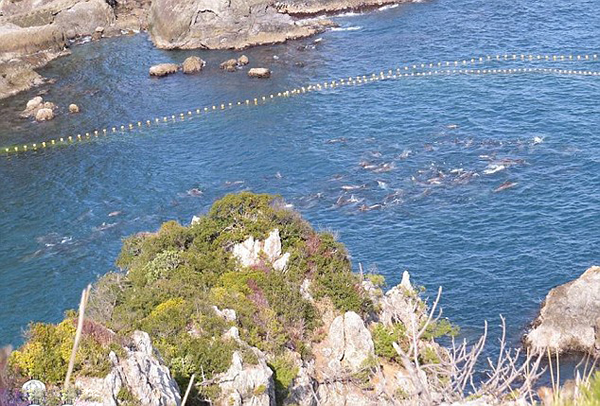 日本渔民囚禁大量海豚