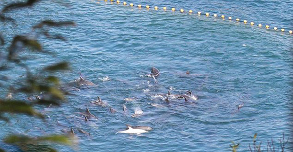 日本渔民囚禁大量海豚