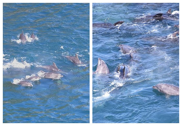 日本渔民囚禁大量海豚