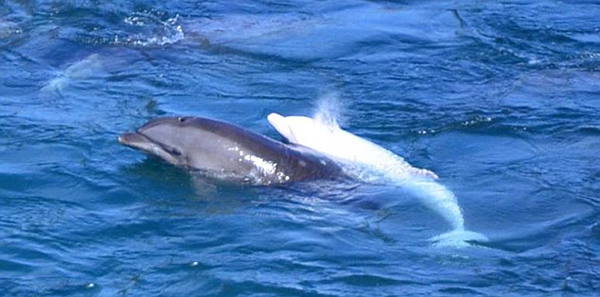 日本渔民囚禁大量海豚