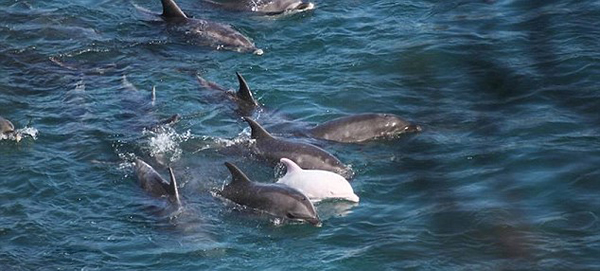 日本渔民囚禁大量海豚