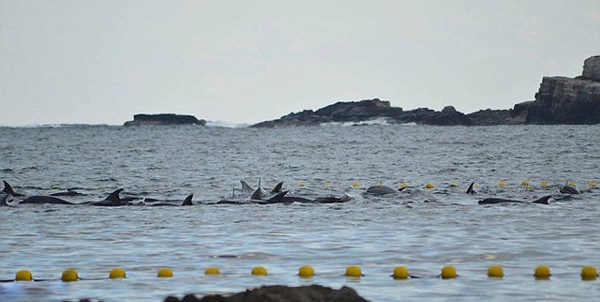日本渔民囚禁大量海豚