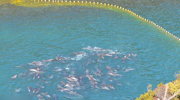 日本渔民囚禁大量海豚