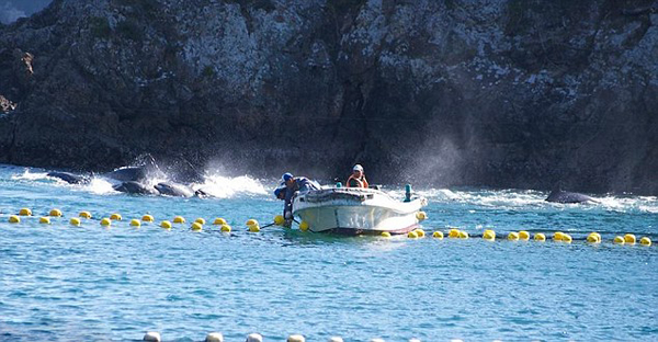 日本渔民囚禁大量海豚