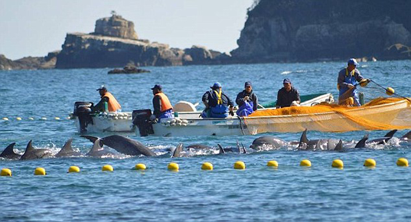 日本渔民囚禁大量海豚
