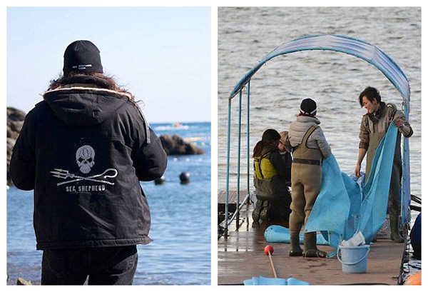 日本渔民囚禁大量海豚