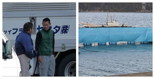 日本渔民囚禁大量海豚