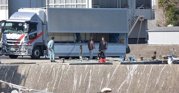 日本渔民囚禁大量海豚