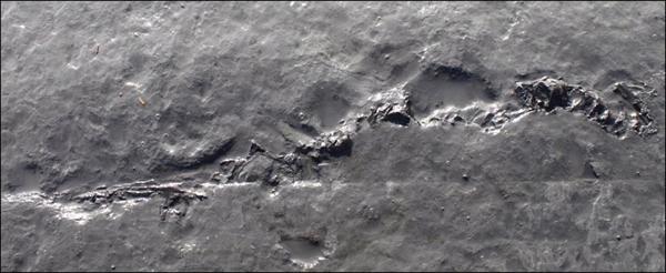 英国侏罗纪海岸发现鱼龙化石引来无数寻宝者