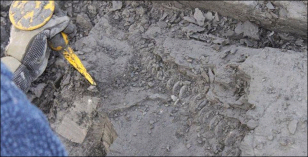 英国侏罗纪海岸发现鱼龙化石引来无数寻宝者
