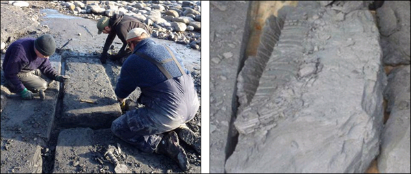 英国侏罗纪海岸发现鱼龙化石引来无数寻宝者