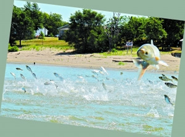 亚洲鲤鱼在美国的五大湖水域泛滥成灾