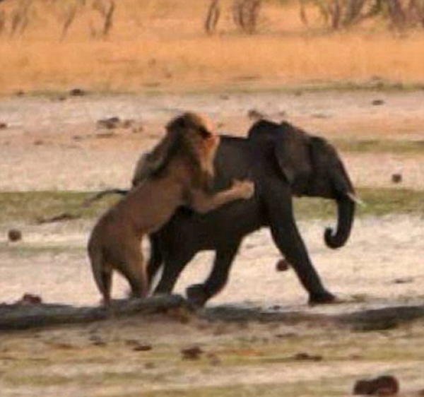 ��Ͳ�Τ������ҹ�԰��·С��ʨ��Χ��