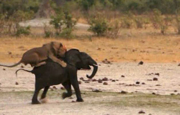 ��Ͳ�Τ������ҹ�԰��·С��ʨ��Χ��