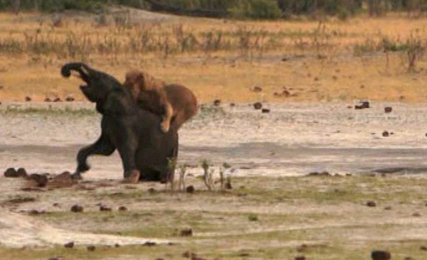 ��Ͳ�Τ������ҹ�԰��·С��ʨ��Χ��