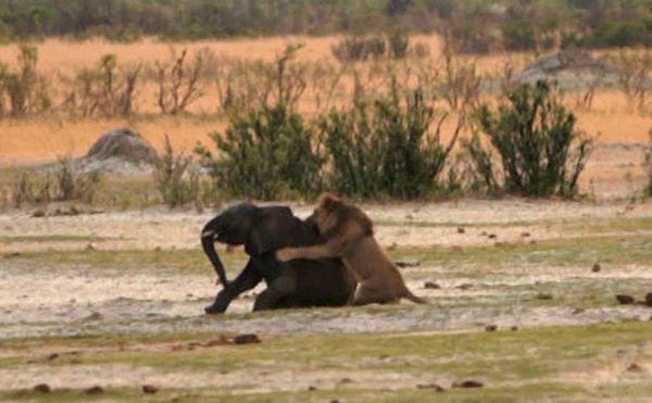 ��Ͳ�Τ������ҹ�԰��·С��ʨ��Χ��