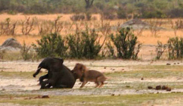 ��Ͳ�Τ������ҹ�԰��·С��ʨ��Χ��