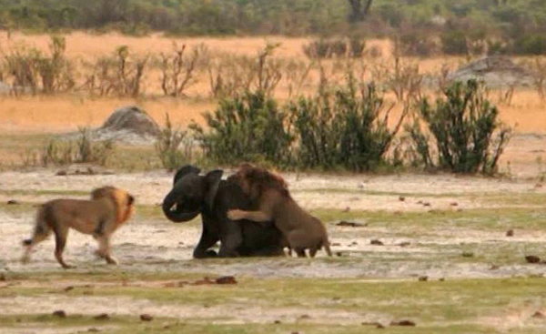 ��Ͳ�Τ������ҹ�԰��·С��ʨ��Χ��