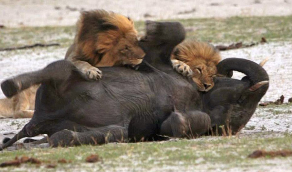 ��Ͳ�Τ������ҹ�԰��·С��ʨ��Χ��