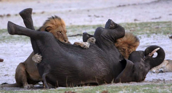 ��Ͳ�Τ������ҹ�԰��·С��ʨ��Χ��