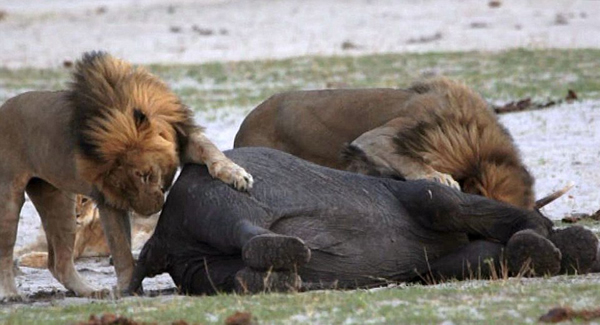 ��Ͳ�Τ������ҹ�԰��·С��ʨ��Χ��