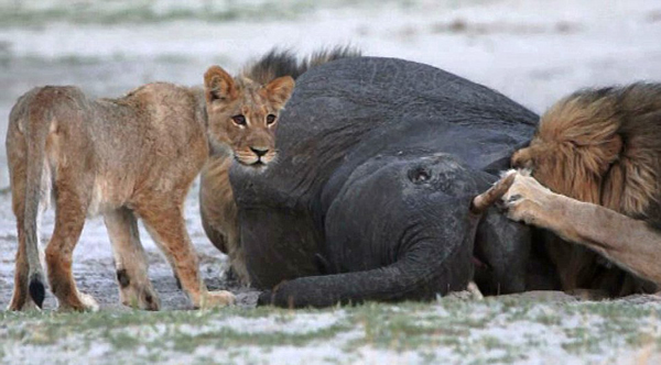 ��Ͳ�Τ������ҹ�԰��·С��ʨ��Χ��