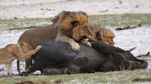 ��Ͳ�Τ������ҹ�԰��·С��ʨ��Χ��