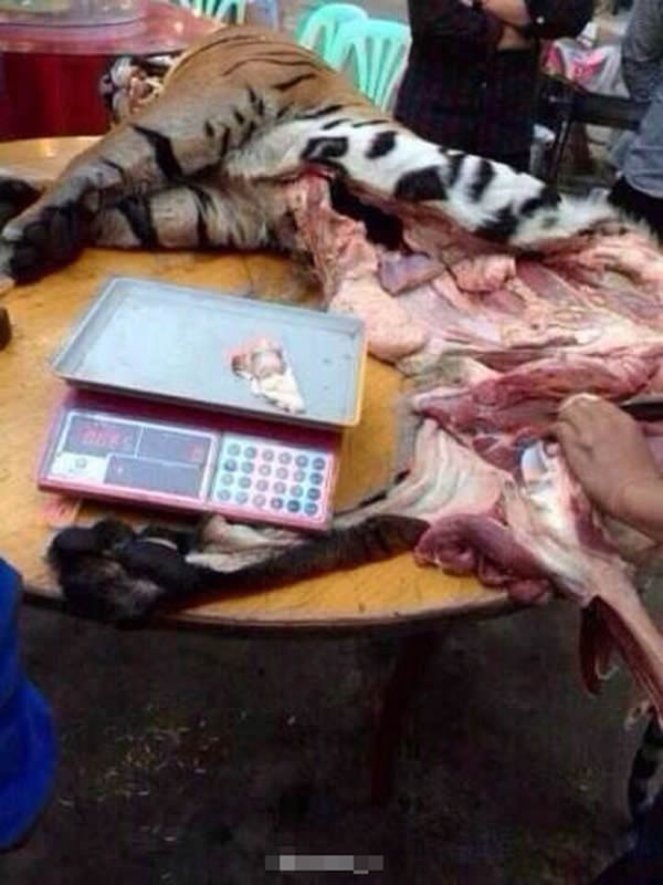 ������ɱ�ϻ���