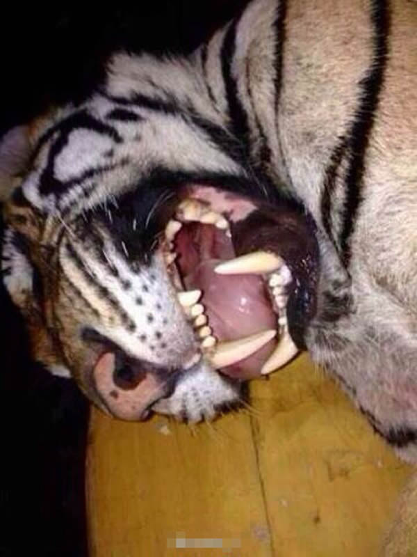 ������ɱ�ϻ���